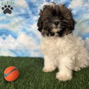 Chevelle, Shih-Poo Puppy